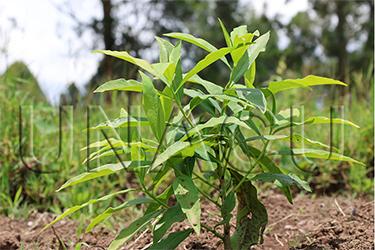 Disaster Relief Support